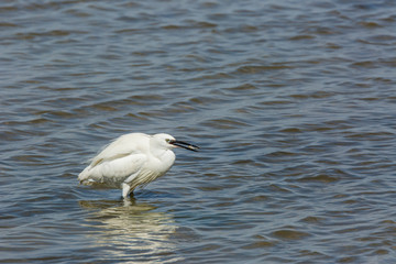 Little egret in Delta de l'Ebre Nature Park, Tarragona, Spain