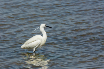 Little egret in Delta de l'Ebre Nature Park, Tarragona, Spain