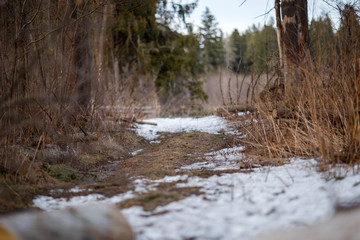 Image of trees and trail with a little bit of snow in forest