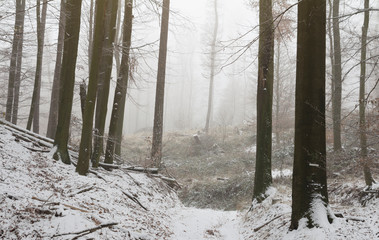 snow covered path in foggy winter forest