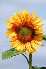 sunflower against blue sky