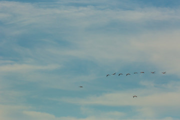 Flamingos in Delta de l'Ebre Nature Park, Tarragona, Spain