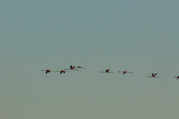Flamingos in Delta de l'Ebre Nature Park, Tarragona, Spain