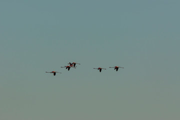 Flamingos in Delta de l'Ebre Nature Park, Tarragona, Spain