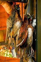 partridge game hunting trophy
