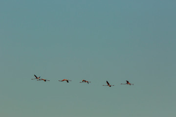Flamingos in Delta de l'Ebre Nature Park, Tarragona, Spain