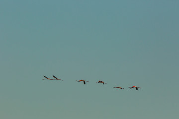 Flamingos in Delta de l'Ebre Nature Park, Tarragona, Spain
