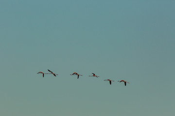 Flamingos in Delta de l'Ebre Nature Park, Tarragona, Spain