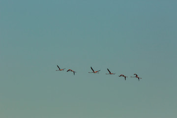 Flamingos in Delta de l'Ebre Nature Park, Tarragona, Spain
