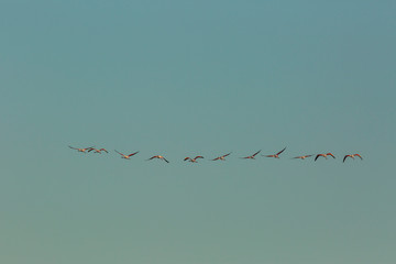 Flamingos in Delta de l'Ebre Nature Park, Tarragona, Spain