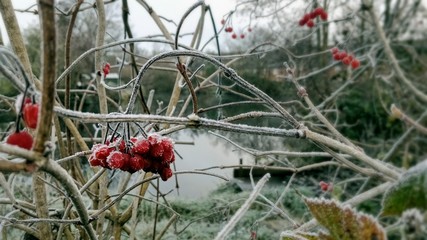 Berries before the lake