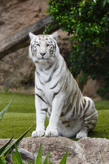 Fototapeta na wymiar White tiger portrait