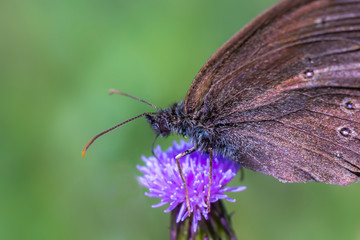 beautiful colorful butterfly on flowers blossom spring meadow