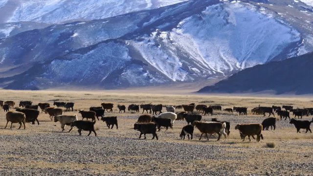 Herd of Mongolian Sheep grazing in the pasture in sunny day at Ulgii in Mongolia