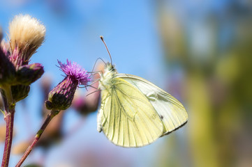 beautiful colorful butterfly on flowers blossom spring meadow