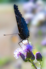 beautiful colorful butterfly on flowers blossom spring meadow