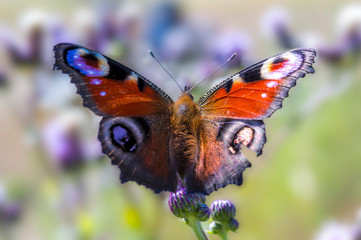 beautiful colorful butterfly on flowers blossom spring meadow
