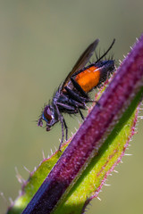 big wasp in my soison garden