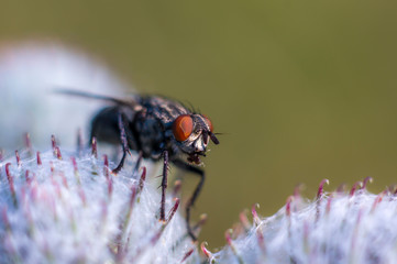little white albino fly on a blade of grass in the season garden