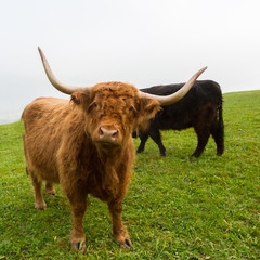 close view brown horned scottish highland beef, green grass