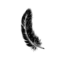 Vector hand drawn line art style feather for poster, banner, logo, icon. Fluffy feathers on transparent background in realistic style. Lightweight sketch illustration, for patterns, ink drawing