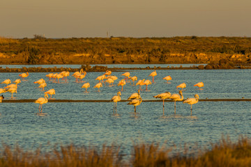 Flamingos in Delta de l'Ebre Nature Park, Tarragona, Spain