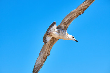 Sea gulls flying over a beach in a clear blue sky