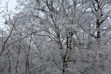 A picturesque winter trees covered with snow and hoarfrost