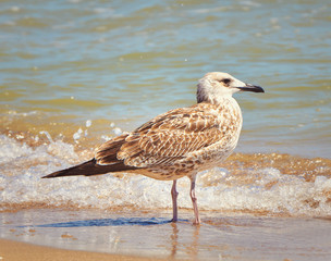 Seagull on the shore close - up on the background of natural sea water
