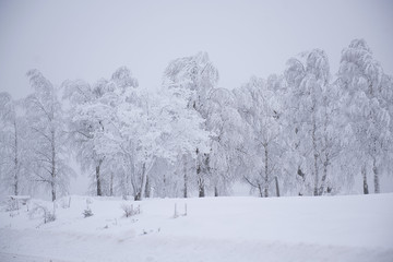 Tree brunches covered with snow caps after the snowfall close up. Winter background. 