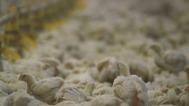 Sleeping small hens relaxing together in a big hen incubator on a straw underlay