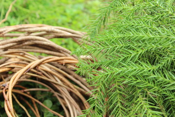 クリスマスのつる集め