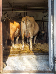Milking cows at old fashioned farm