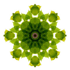 a spring green lime branch - kaleidoscope - obrazy, fototapety, plakaty