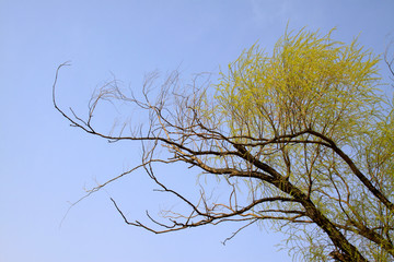 willow branches in the wild