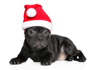 American Staffordshire terrier in Santa red hat