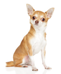 Chihuahua dog on white background