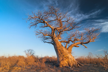 Baobab tree (Adansonia digitata) Makgadigadi Pans at Gweta in Botswana.