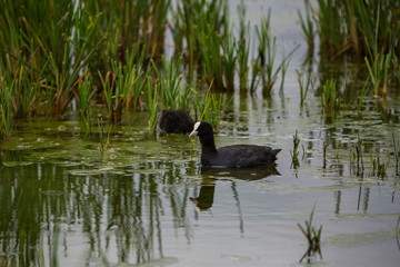 Common coot in Aiguamolls de l'Empordà Nature Park, Girona, Spain