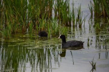 Common coot in Aiguamolls de l'Empordà Nature Park, Girona, Spain
