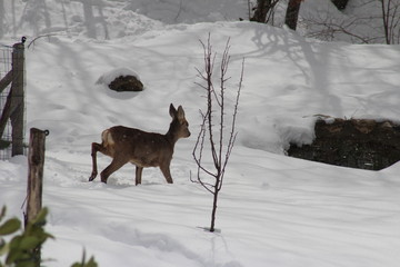 chevreuil