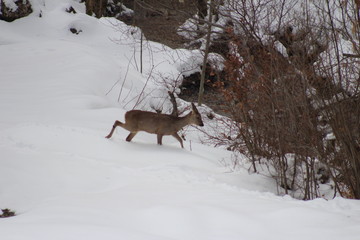 chevreuil