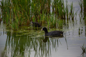 Common coot in Aiguamolls de l'Empordà Nature Park, Girona, Spain