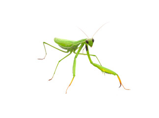 Grasshopper isolated on white background.