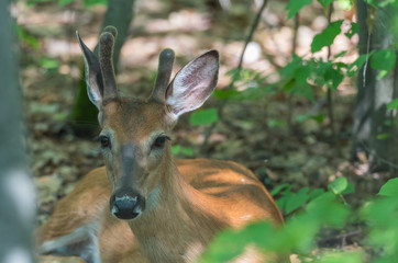 Young buck, white tailed deer lays down and seems to pose on the floor of a springtime forest. 