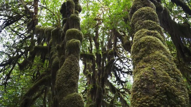 canopy to forest floor tilt down clip of moss covered maples at hoh rainfores in the olympic national park of the us pacific northwest