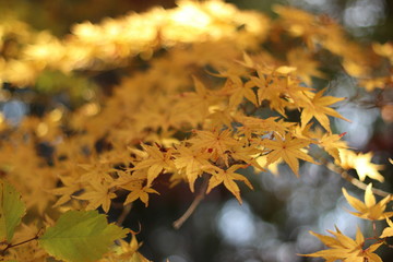 紅葉