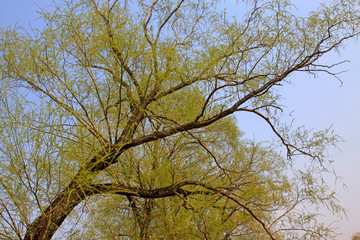 Bright yellow willow in the blue sky