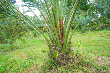 Barhi Date plam tree in Thailand.