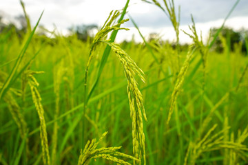 Paddy rice in field